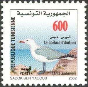 Colnect-6306-012-Audouin-s-Gull-Larus-audouinii-.jpg