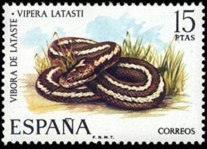 Colnect-647-490-Lataste-s-Viper-Vipera-latasti.jpg