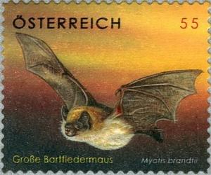 Colnect-711-391-Brandt-s-Bat-Myotis-brandtii.jpg