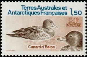 Colnect-886-043-Eaton-s-Pintail-Anas-eatoni.jpg