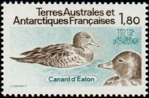 Colnect-886-044-Eaton-s-Pintail-Anas-eatoni.jpg