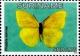 Colnect-3489-942-Cloudless-Sulphur-Phoebis-sennae.jpg