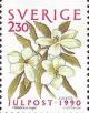 Colnect-431-647-Christmas-Rose-Helleborus-niger.jpg