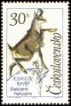 Colnect-441-116-Chamois-Rupicapra-rupicapra.jpg