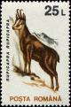 Colnect-4860-200-Chamois-Rupicapra-rupicapra.jpg