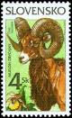 Mouflon-Ovis-musimon.jpg