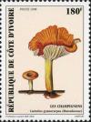 Colnect-2025-586-Lactarius-gymnocarpus.jpg