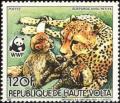 Colnect-1750-146-Cheetah-Acinonyx-jubatus.jpg