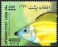 Colnect-2215-973-Golden-Nasuta-Ophthalmotilapia-nasuta.jpg