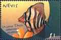 Colnect-4411-310-Sailfin-tang-zebrafoma-veliperum.jpg