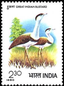 Colnect-2522-687-Indian-Bustard-Choriotis-nigriceps-.jpg