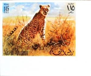 Colnect-1472-198-Cheetah-Acinonyx-jubatus.jpg