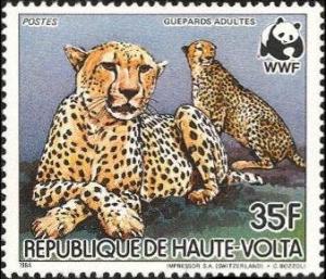 Colnect-1750-144-Cheetah-Acinonyx-jubatus.jpg