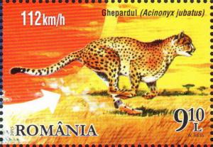 Colnect-2490-060-Cheetah-Acinonyx-jubatus.jpg