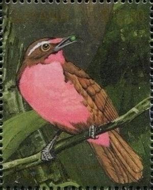 Colnect-3523-336-Rosy-Thrush-tanager-Rhodinocichla-rosea.jpg