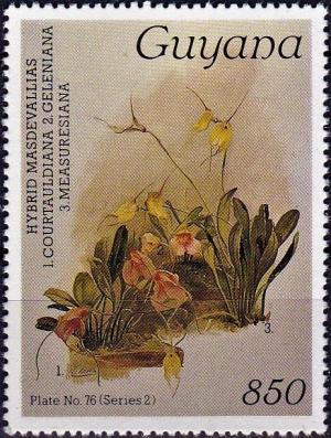 Colnect-4136-415-Masdevallia-courtauldiana-geleniana-measuresiana.jpg