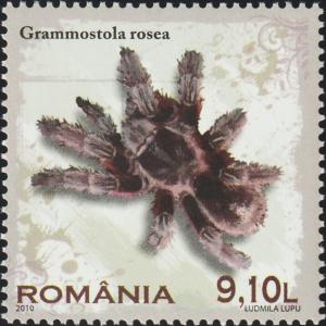 Colnect-5940-176-Rose-haired-Tarantula-Grammostola-rosea.jpg