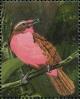 Colnect-3523-336-Rosy-Thrush-tanager-Rhodinocichla-rosea.jpg