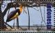 Colnect-3765-011-Lesser-Adjutant-Leptoptilos-javanicus.jpg