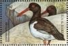 Colnect-4198-426-American-Oystercatcher%C2%A0%C2%A0%C2%A0%C2%A0Haematopus-palliatus.jpg