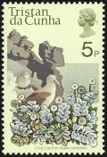 Colnect-1967-018-Dog-catcher-and-albatrosses.jpg