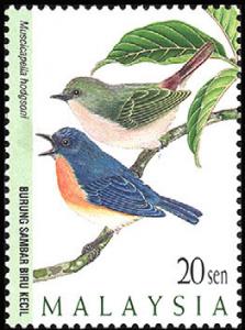 Colnect-1052-698--Pygmy-Flycatcher-Muscicapella-hodgsoni.jpg