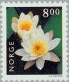 Colnect-162-683-White-Water-lily-Nymphaea-alba.jpg