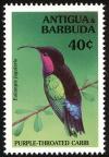 Colnect-1767-798-Purple-throated-Carib-Eulampis-jugularis.jpg