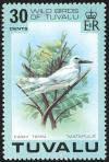 Colnect-1767-942-White-Tern%C2%A0Gygis-alba.jpg