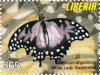 Colnect-3468-421-Angola-White-Lady-Graphium-angolanus.jpg