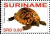 Colnect-4017-079-Testudo-hermanni.jpg