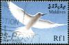 Colnect-4060-093-White-Tern-Gygis-alba.jpg