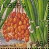 Colnect-4247-557-Fruit-of-Date-Palm-Phoenix-dactylifera.jpg