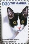 Colnect-4686-095-Black-and-white-bicolor-American-shorthair.jpg