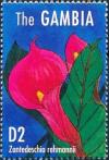 Colnect-4698-157-Zantedeschia-rehmannii.jpg