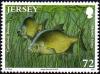 Colnect-5234-453-Freshwater-Bream-Abramis-brama.jpg