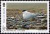 Colnect-5293-748-Little-Tern-Sternula-albifrons.jpg