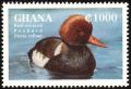 Colnect-1718-831-Red-crested-Pochard-Netta-rufina.jpg