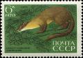 Colnect-4593-565-Yellow-throated-Marten-Martes-flavigula.jpg