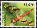 Colnect-5148-768-Banded-Darter-Sympetrum-pedemontanum.jpg