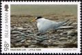 Colnect-5293-748-Little-Tern-Sternula-albifrons.jpg