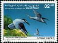 Colnect-998-989-Bridled-Tern-Sterna-anaethetus.jpg