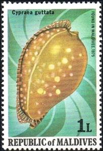 Colnect-2614-766-Great-Spotted-Cowrie-Cypraea-guttata.jpg