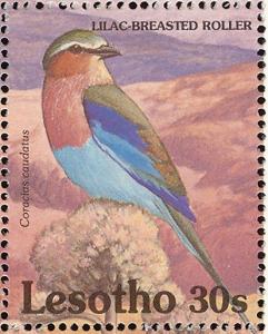 Colnect-1725-576-Lilac-breasted-Roller-Coracias-caudata.jpg