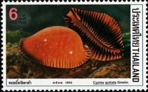 Colnect-1286-181-Great-spotted-Cowrie-Cyprea-guttata.jpg