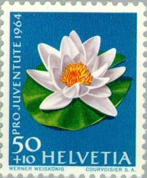 Colnect-140-253-White-water-lily-Nymphaea-alba.jpg