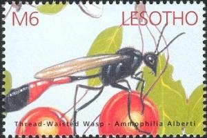 Colnect-1618-189-Thread-waisted-Wasp-Ammophila-atripes.jpg