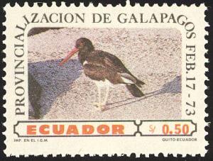 Colnect-2035-073-Blackish-Oystercatcher-Haematopus-ater-.jpg