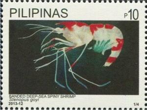 Colnect-2850-066-Red-banded-Stenopus-Shrimp-Stenopus-goyi.jpg