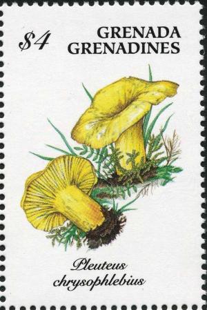 Colnect-3085-084-Pluteus-chrysophlebius.jpg